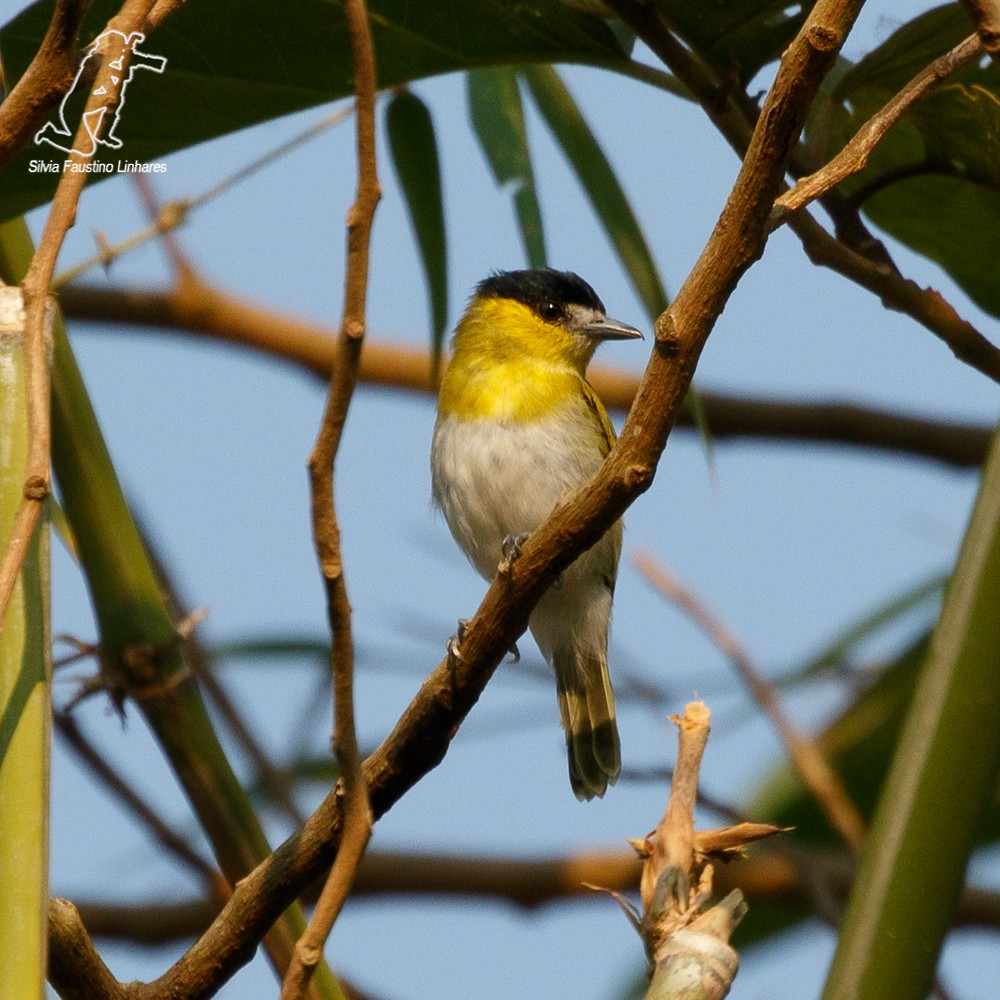 Green-backed Becard (Yellow-cheeked) - ML69349251