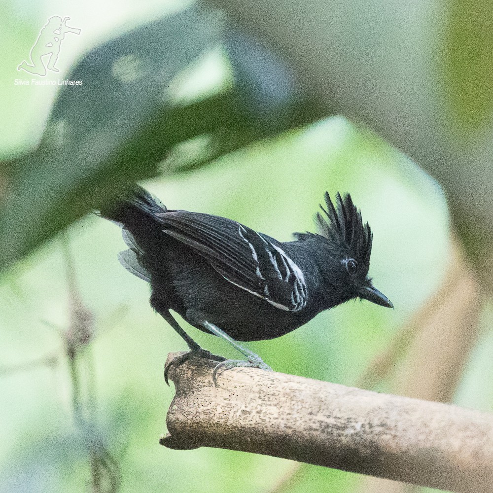 White-lined Antbird - ML69349491