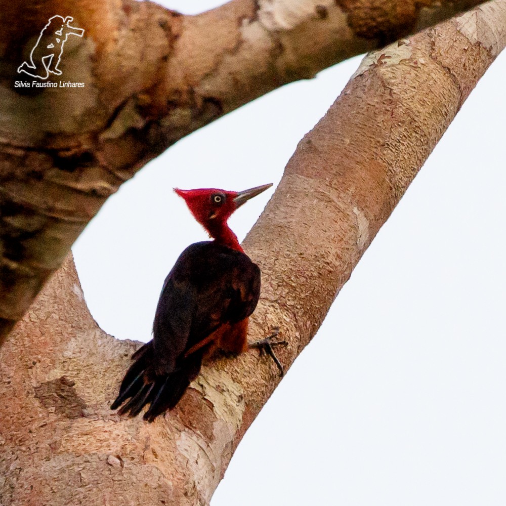 Red-necked Woodpecker - ML69349691