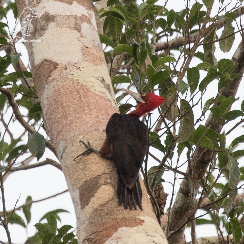 Red-necked Woodpecker - ML69349701