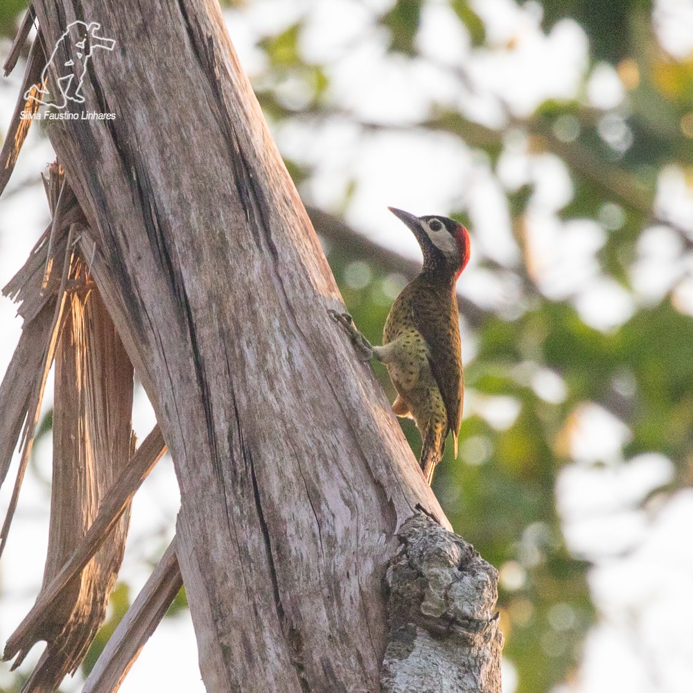 Spot-breasted Woodpecker - Silvia Faustino Linhares