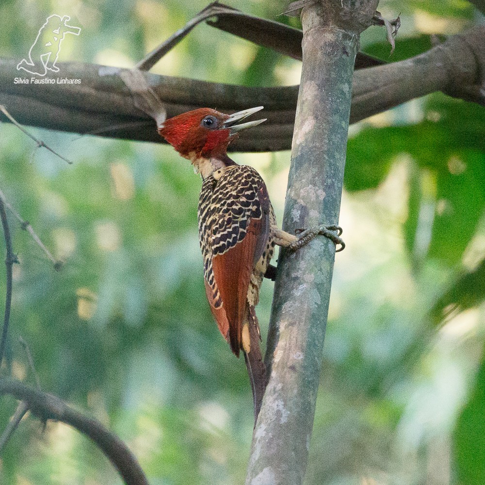 Rufous-headed Woodpecker - Silvia Faustino Linhares