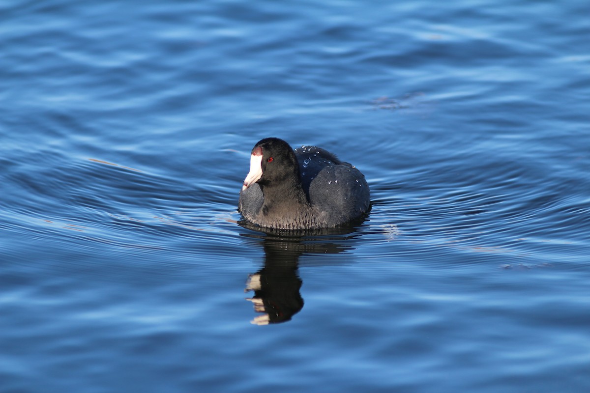 American Coot (Red-shielded) - ML69350191