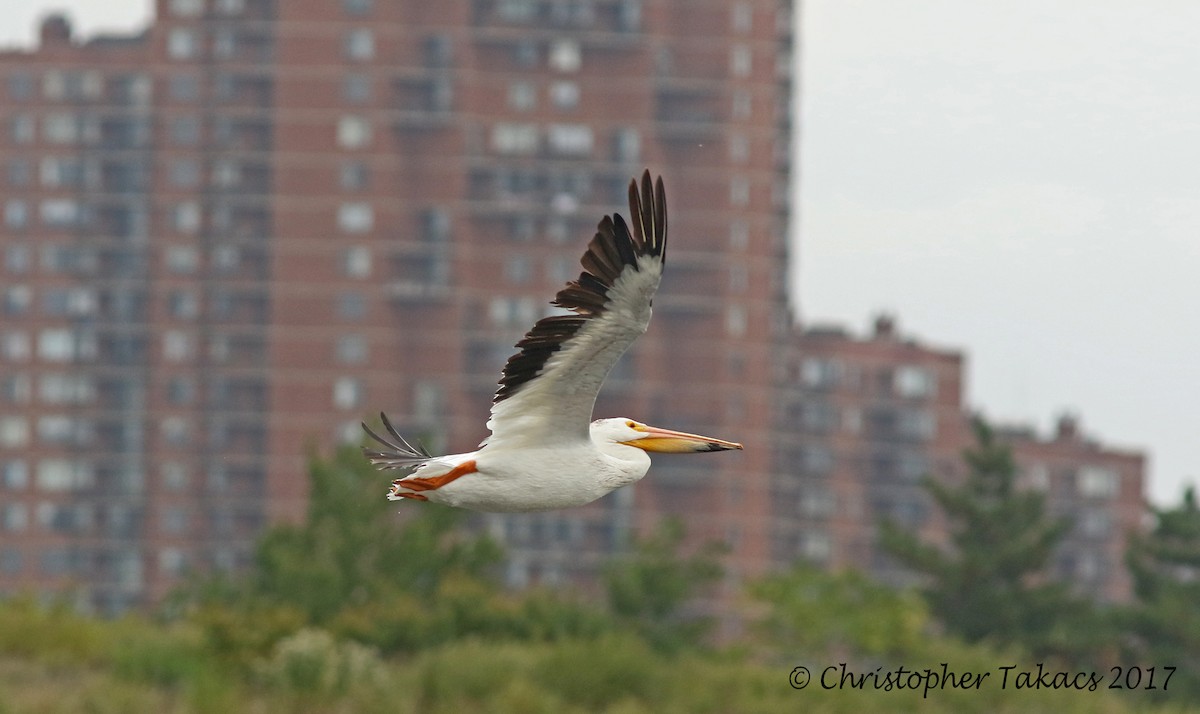 American White Pelican - Christopher Takacs