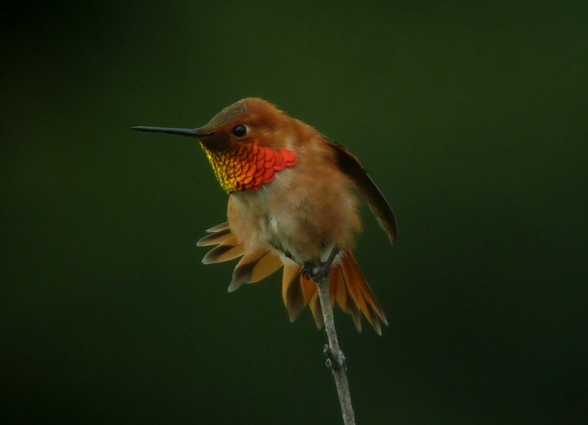 Rufous Hummingbird - ML69351111