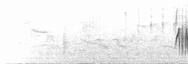 Тиранчик-довгохвіст білогорлий - ML69351561