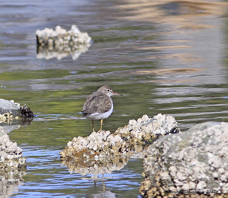 Spotted Sandpiper - Marie O'Shaughnessy