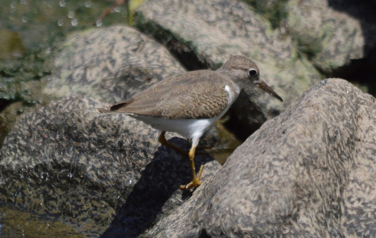 Spotted Sandpiper - Jonathan Snyder