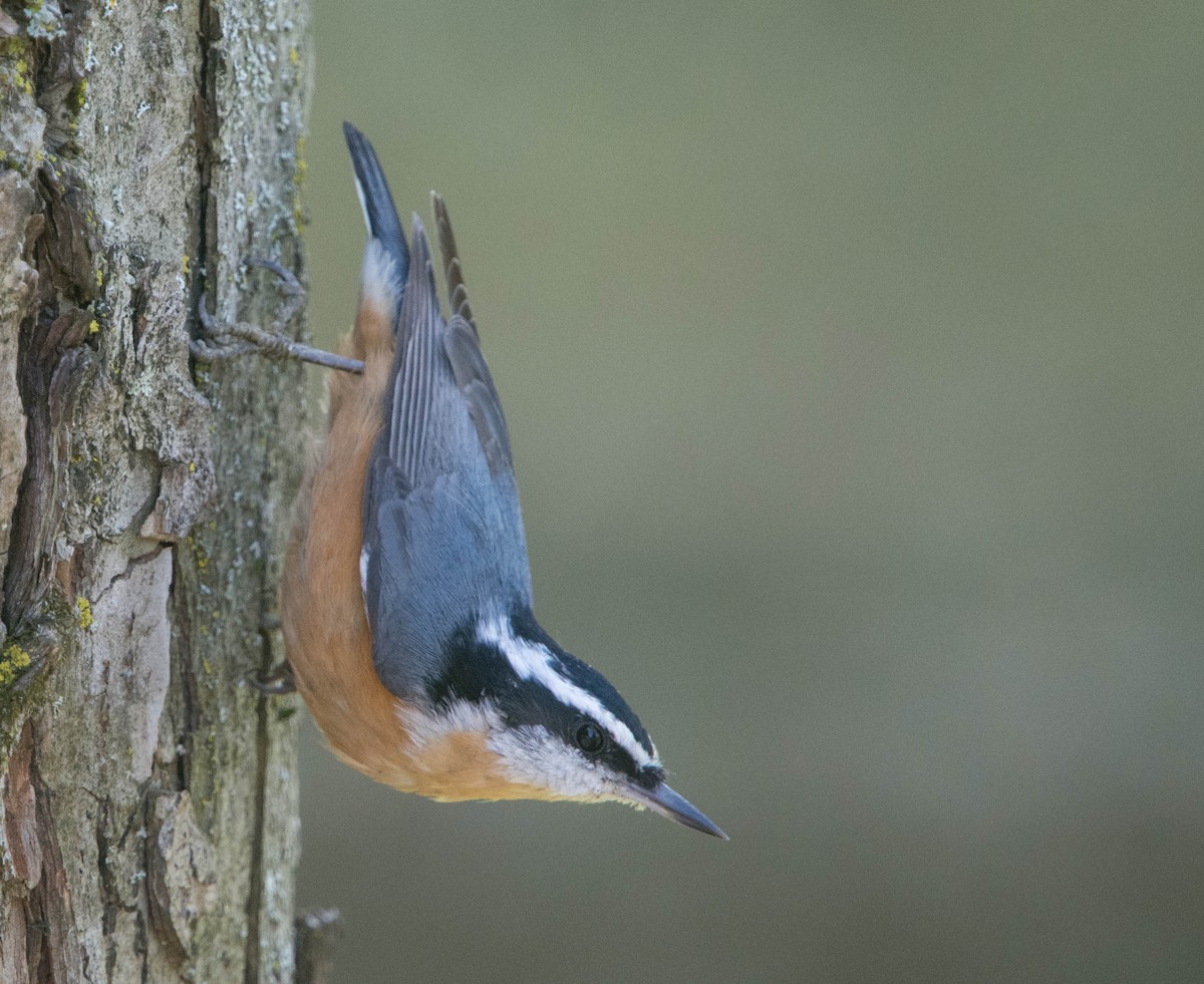 Red-breasted Nuthatch - ML69354501