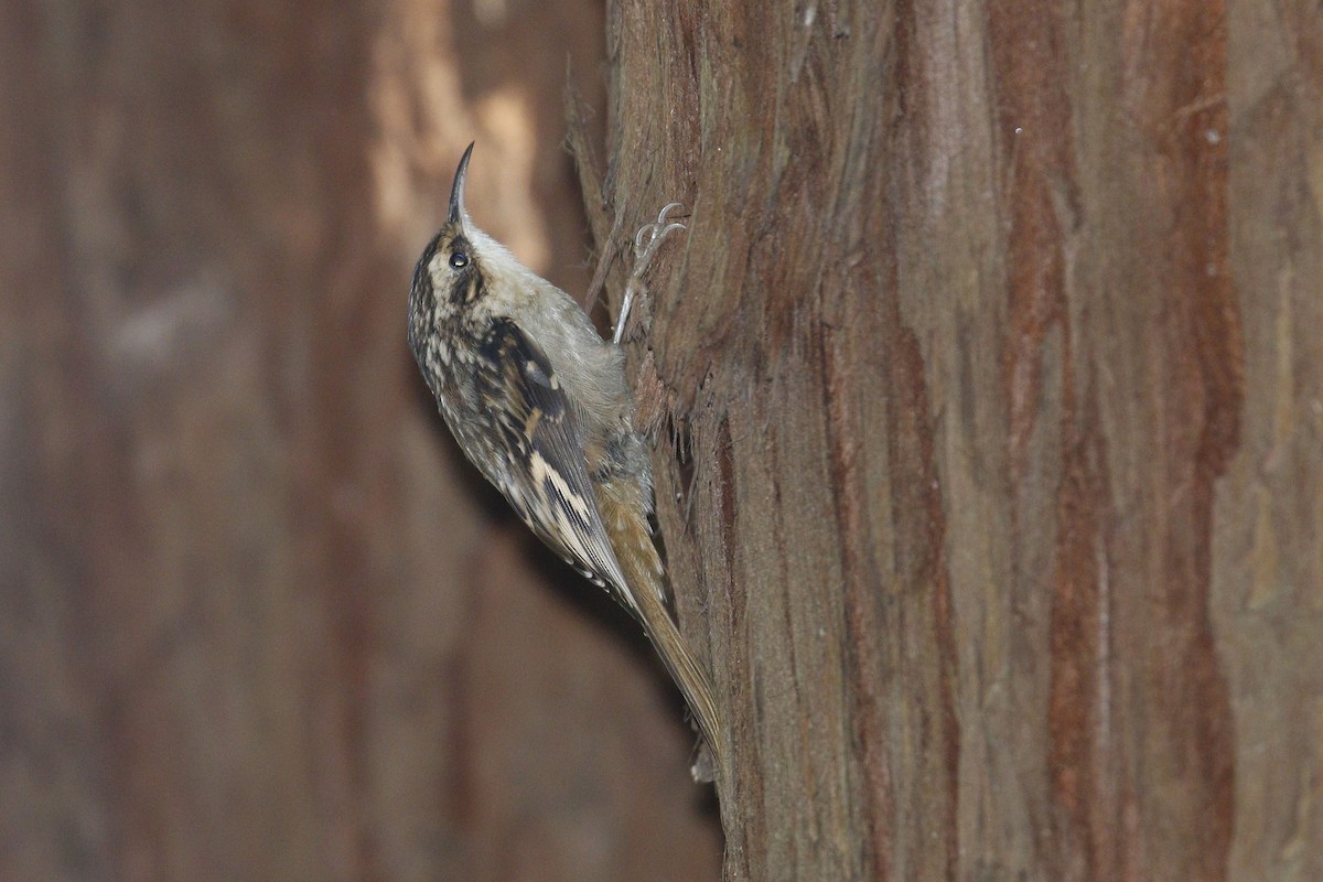 Brown Creeper - Donna Pomeroy