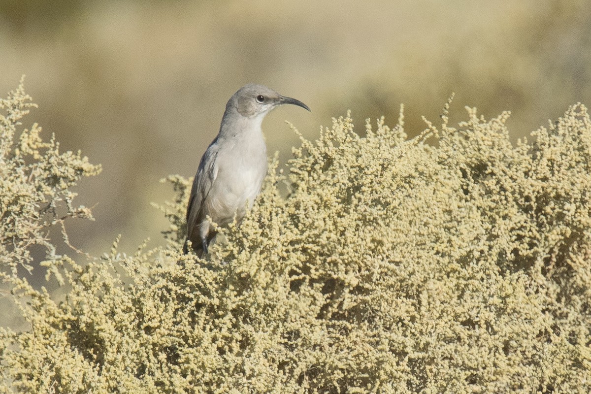 EBird Checklist 19 Sep 2017 Borrego Springs WTP Settling Ponds 27 Species