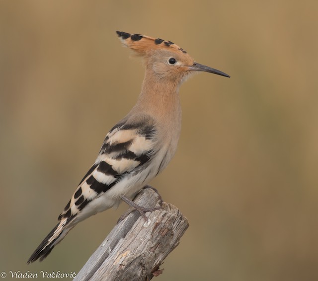 Juvenile (nominate&nbsp;<em class="SciName notranslate">epops</em>): Bill. - Eurasian Hoopoe - 