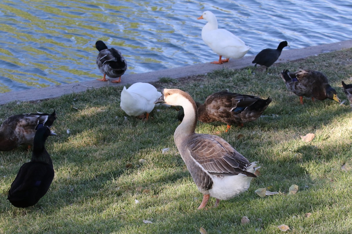 Swan Goose (Domestic type) - ML69361291