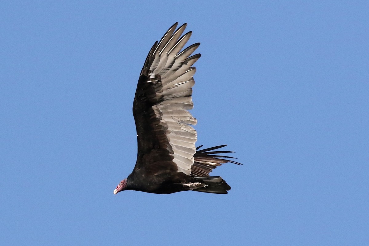 Turkey Vulture - ML69362081