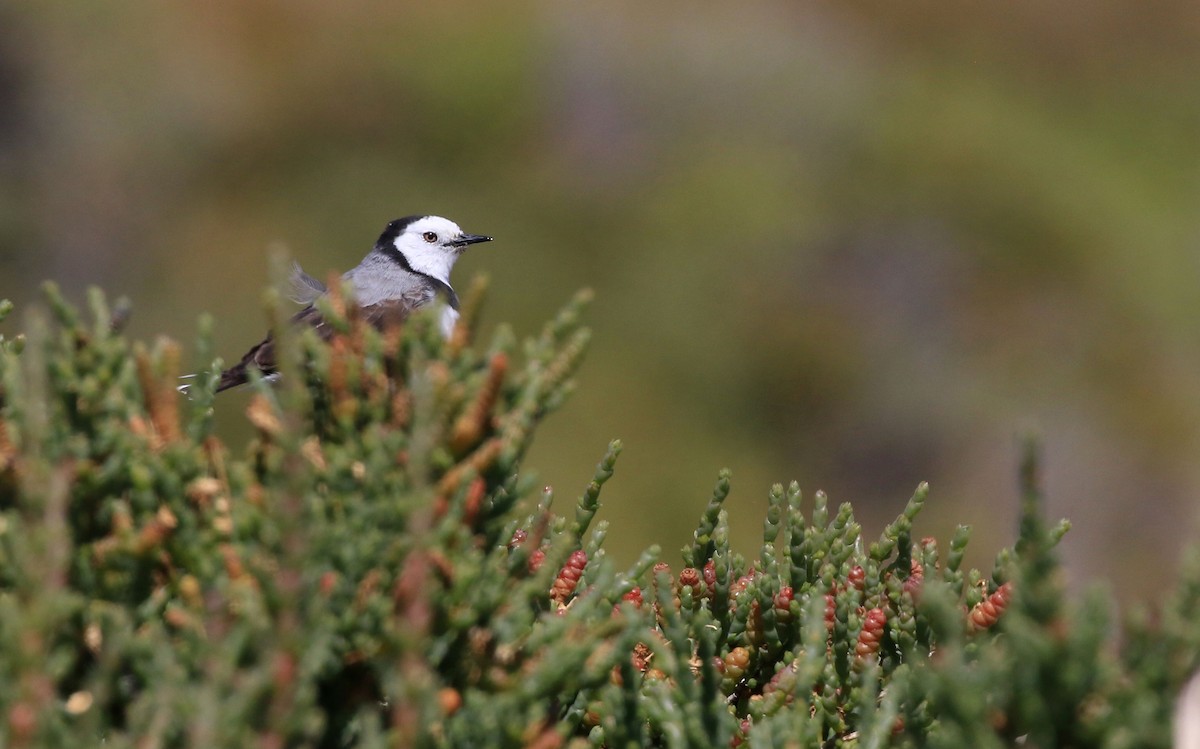 White-fronted Chat - ML69363831