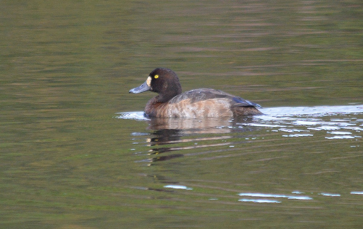 Greater Scaup - ML69364651