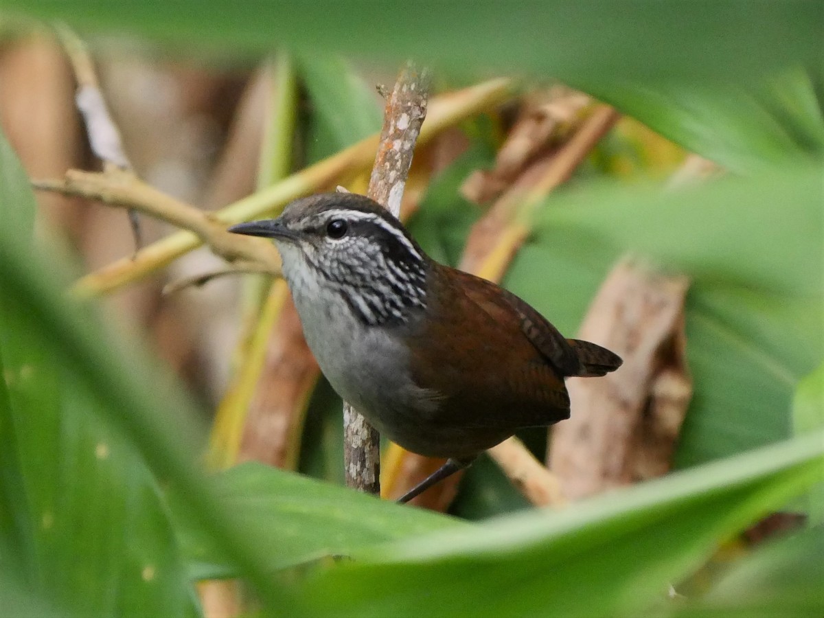 Gray-breasted Wood-Wren - Mike Grant