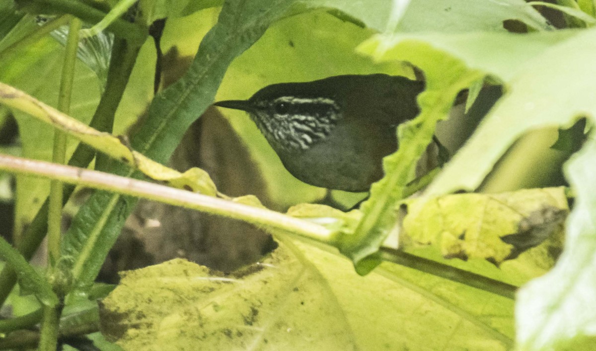 Gray-breasted Wood-Wren (Central American) - Carlos Solano