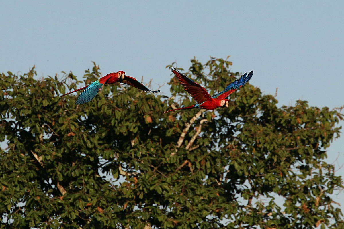Red-and-green Macaw - ML69365991