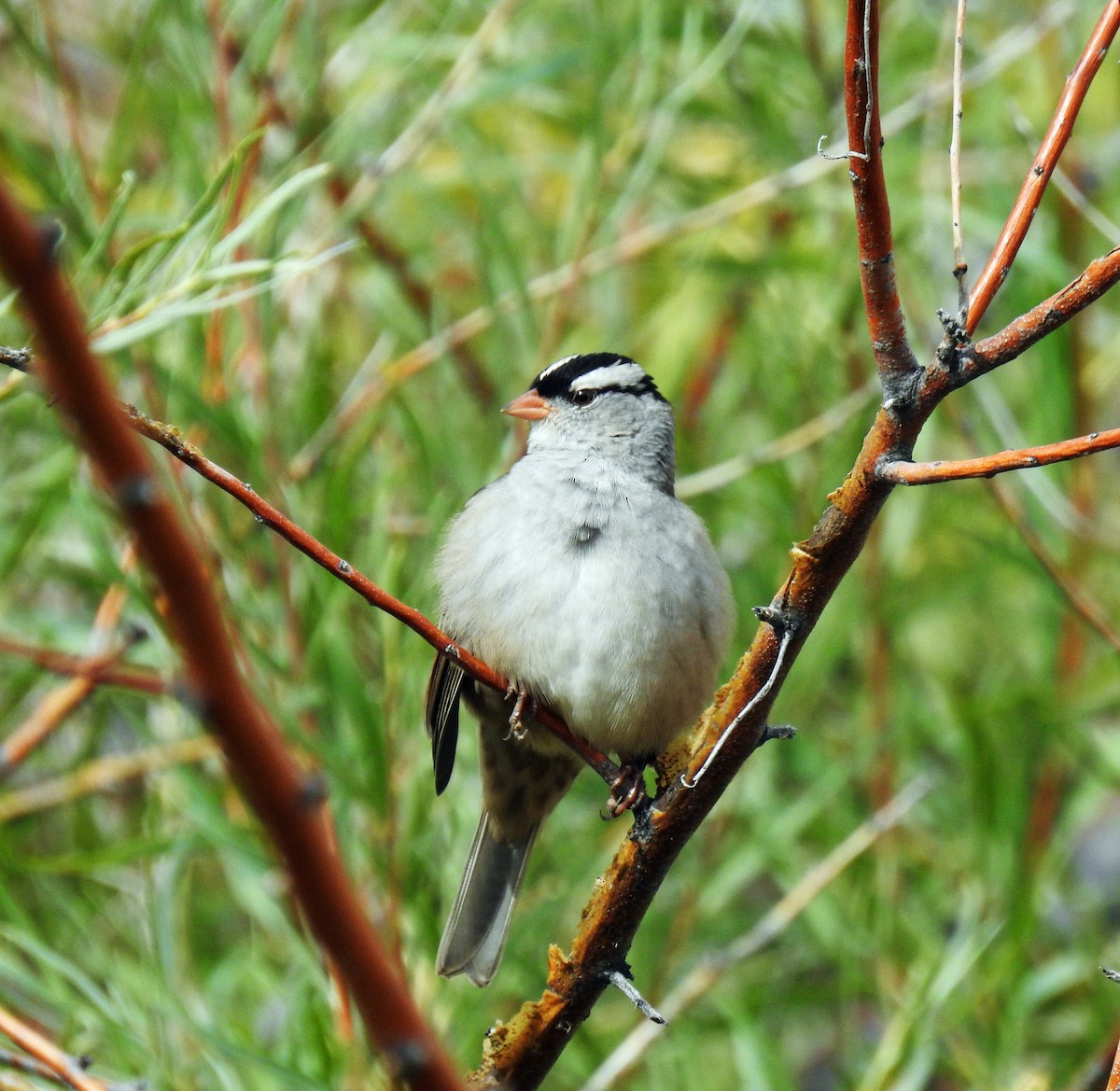 White-crowned Sparrow - ML69366431