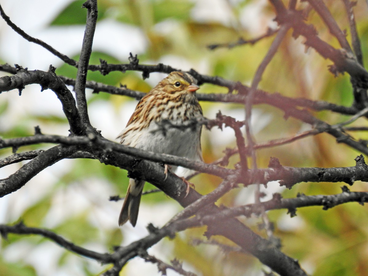 Savannah Sparrow - ML69366501