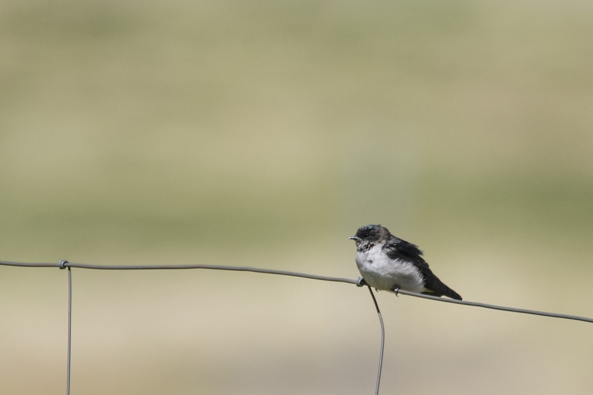 Andean Swallow - ML69367911
