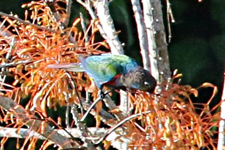 Crimson-bellied Parakeet - Leith Woodall