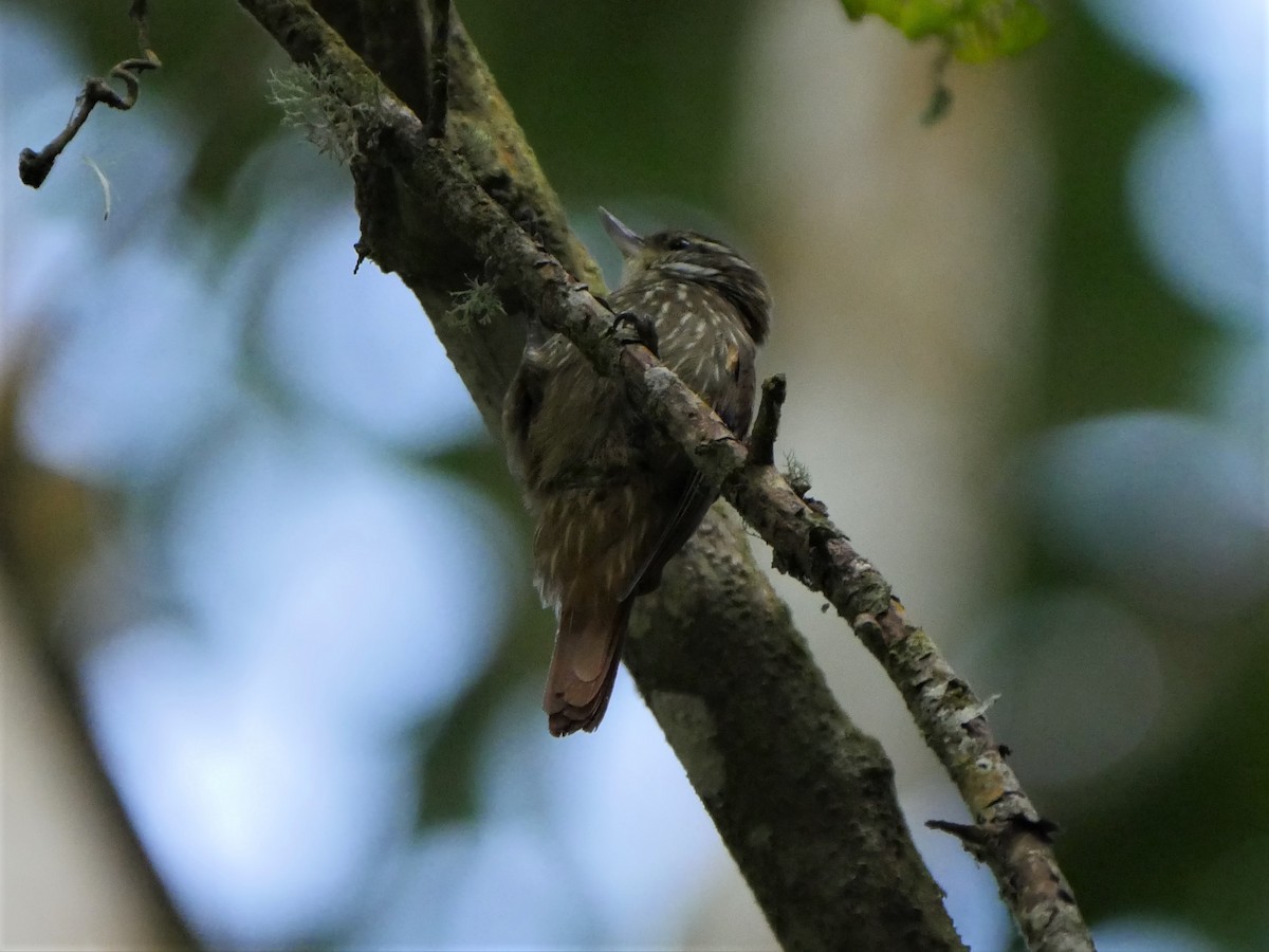Streaked Xenops - Mike Grant