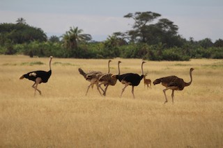Common Ostrich, ML69369901