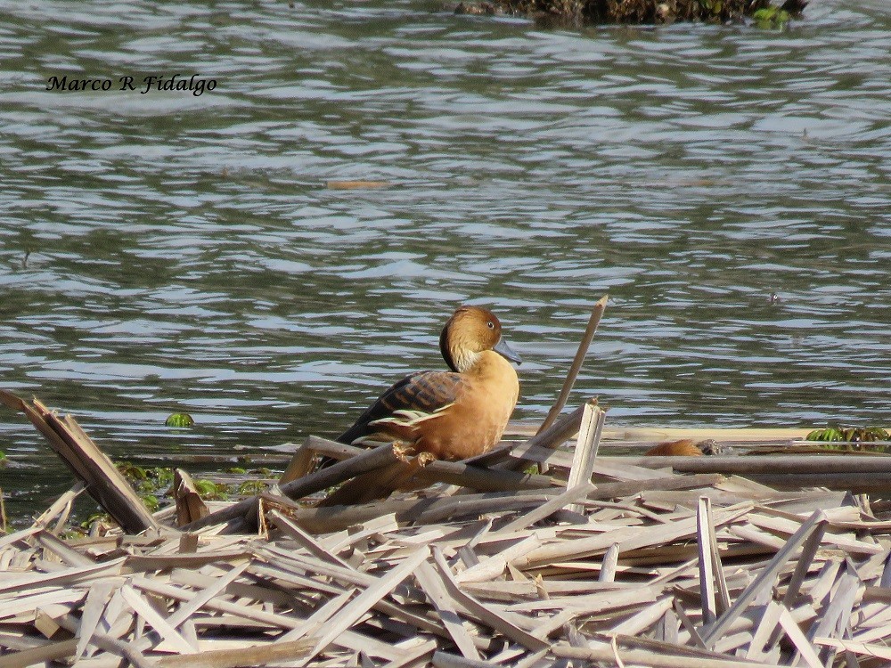 Fulvous Whistling-Duck - ML69373641