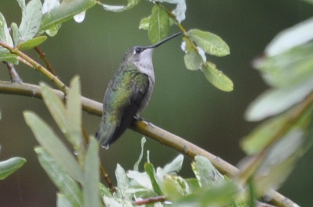 Ruby-throated Hummingbird - Donna Millar