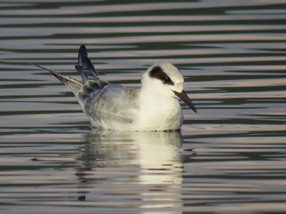 Forster's Tern - Alan  Troyer