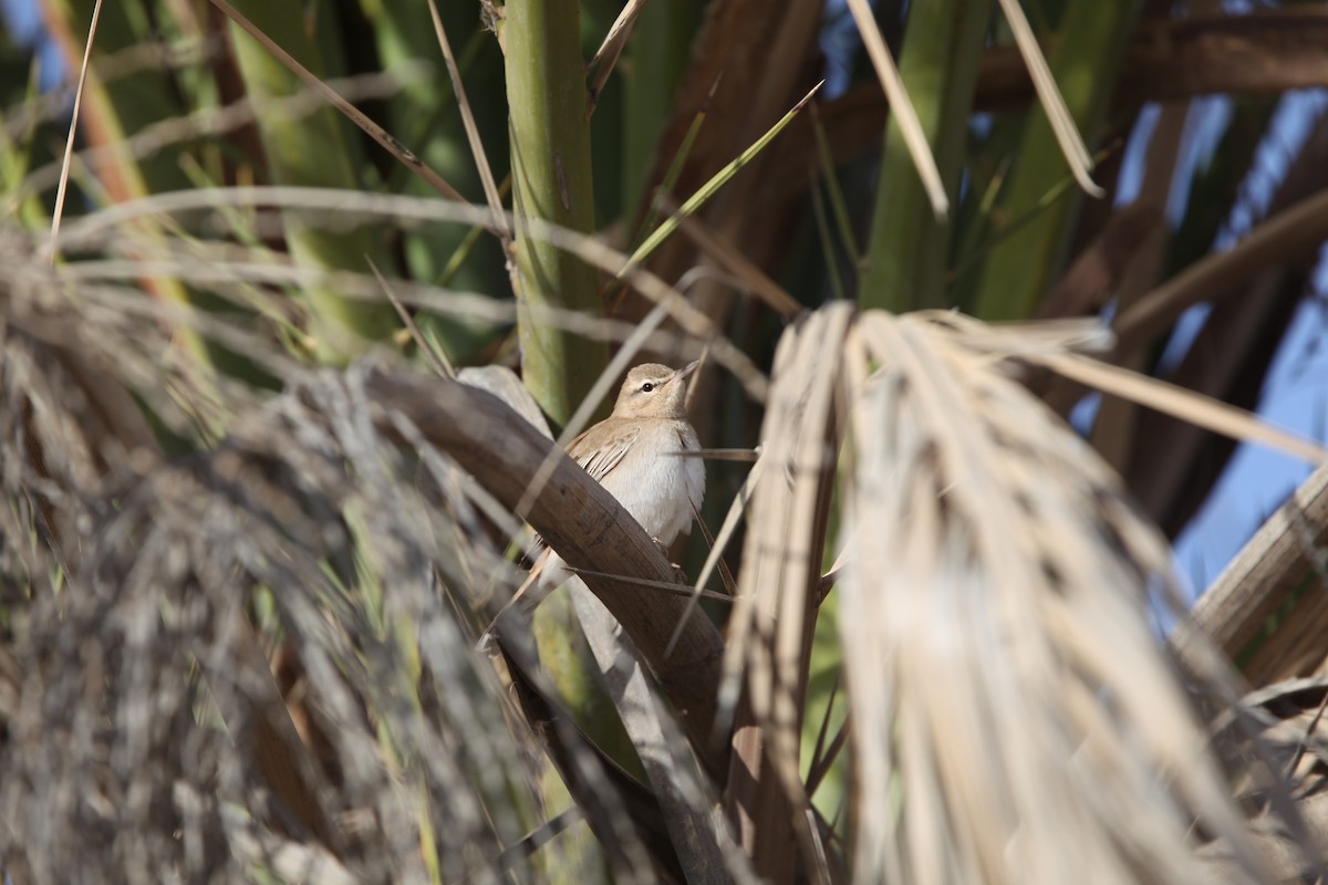Rufous-tailed Scrub-Robin (Rufous-tailed) - Pam Rasmussen