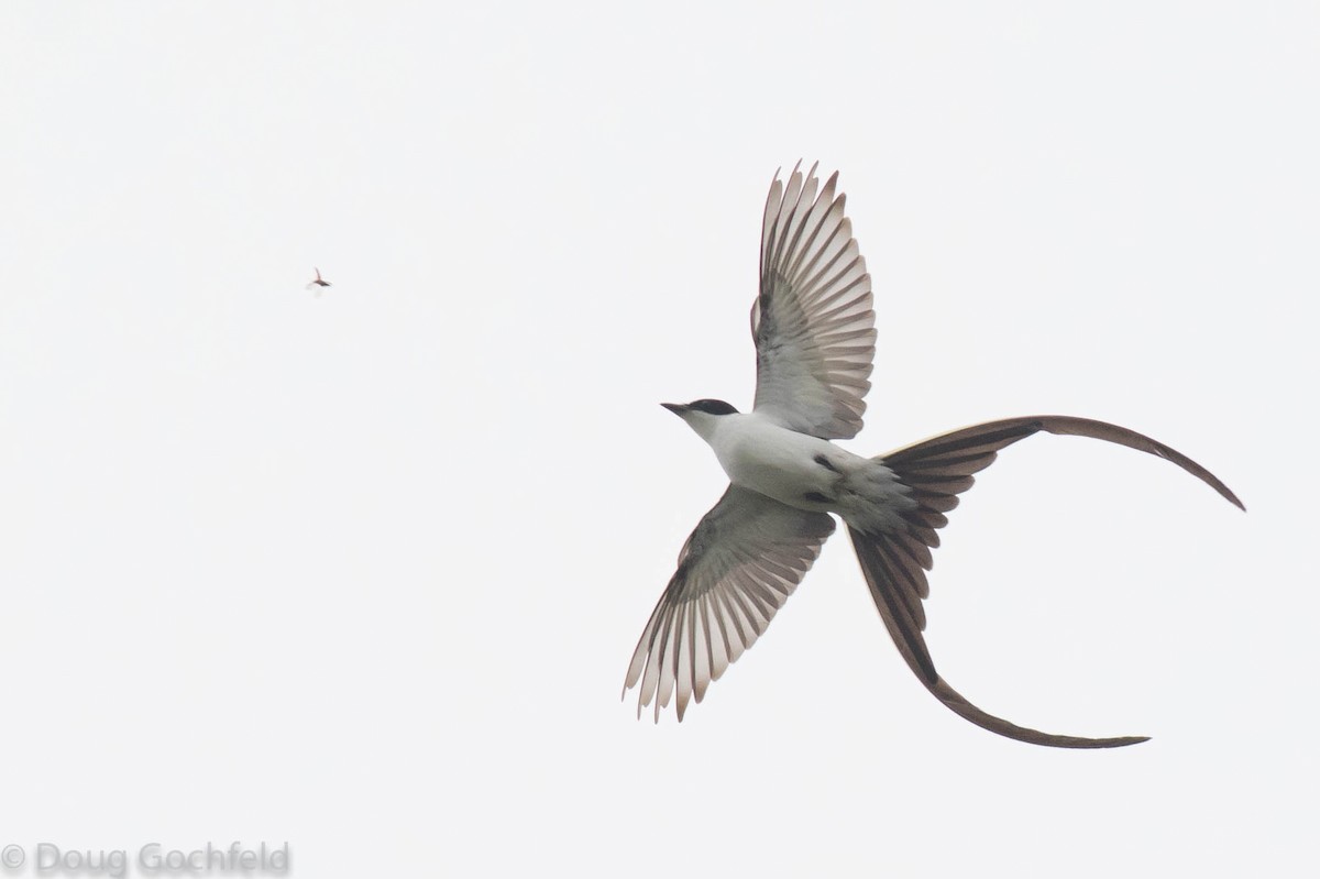 Fork-tailed Flycatcher (savana) - Doug Gochfeld
