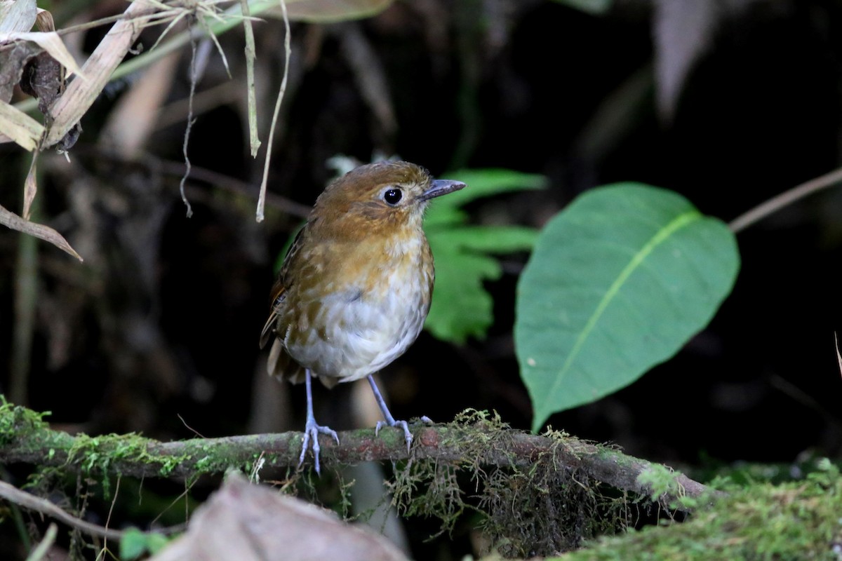 Brown-banded Antpitta - ML69384901