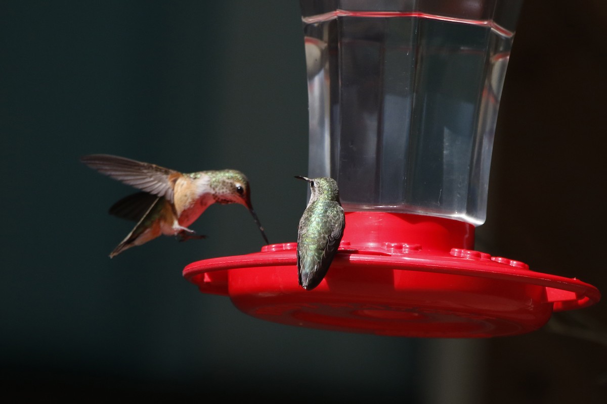 Calliope Hummingbird - ML69386081