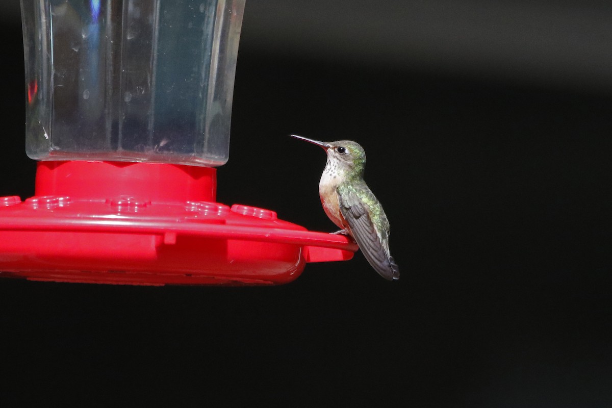 Calliope Hummingbird - ML69386111