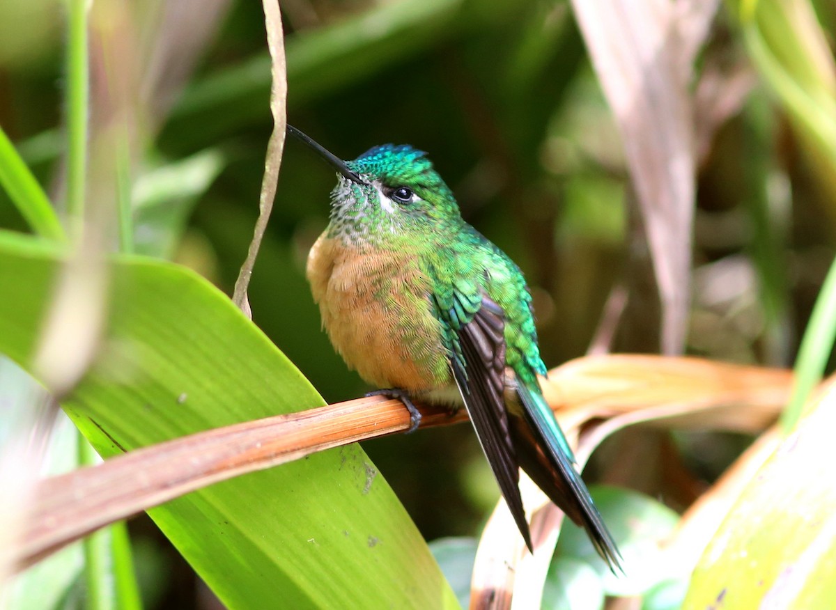 Long-tailed Sylph - ML69386291