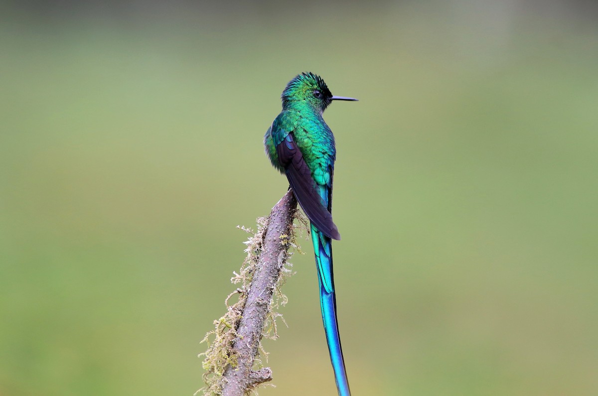 Long-tailed Sylph - ML69386341