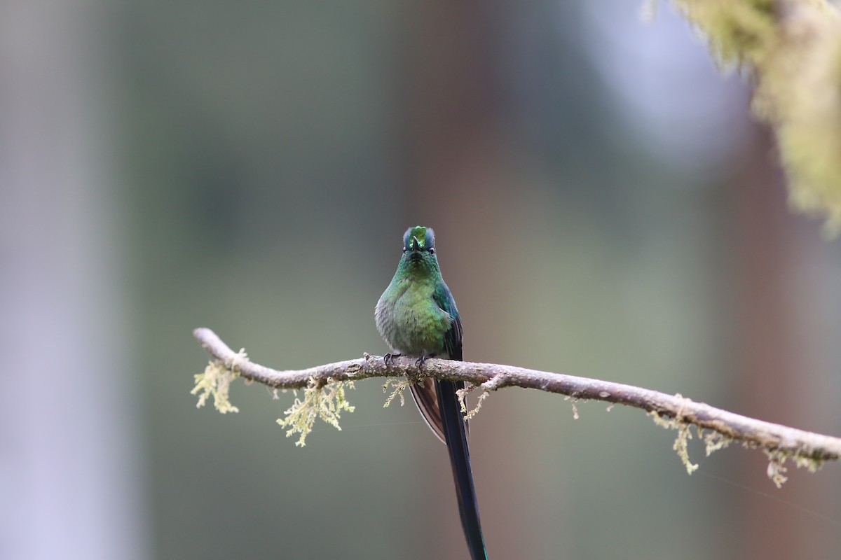 Long-tailed Sylph - ML69386401