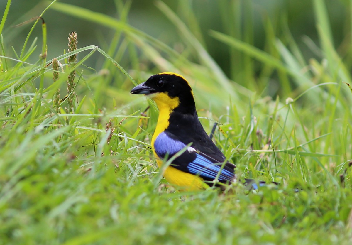 Blue-winged Mountain Tanager - ML69386861