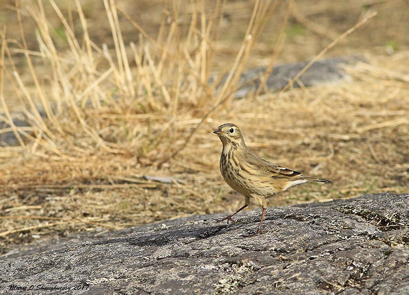American Pipit - Marie O'Shaughnessy