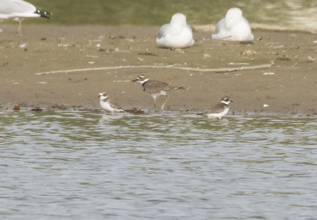 Semipalmated Plover - ML69388981