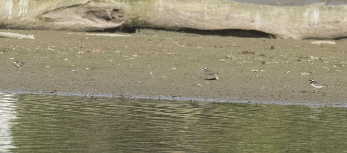 Semipalmated Plover - ML69389011