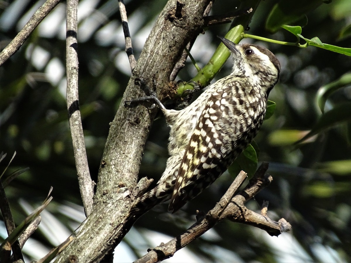 Checkered Woodpecker - ML69390441