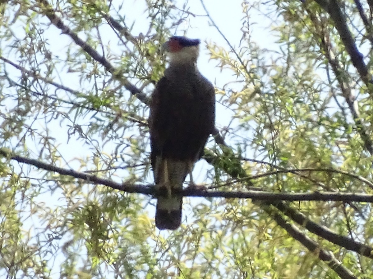 Crested Caracara (Southern) - ML69392601