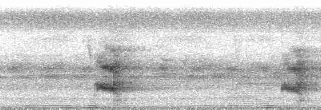 Channel-billed Toucan (Channel-billed) - ML69393