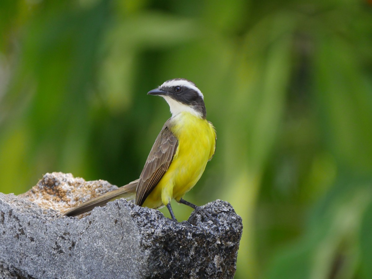 Rusty-margined Flycatcher - Mike Grant