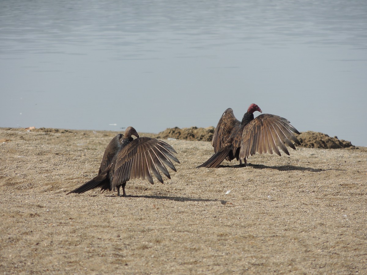 Turkey Vulture - ML69395971
