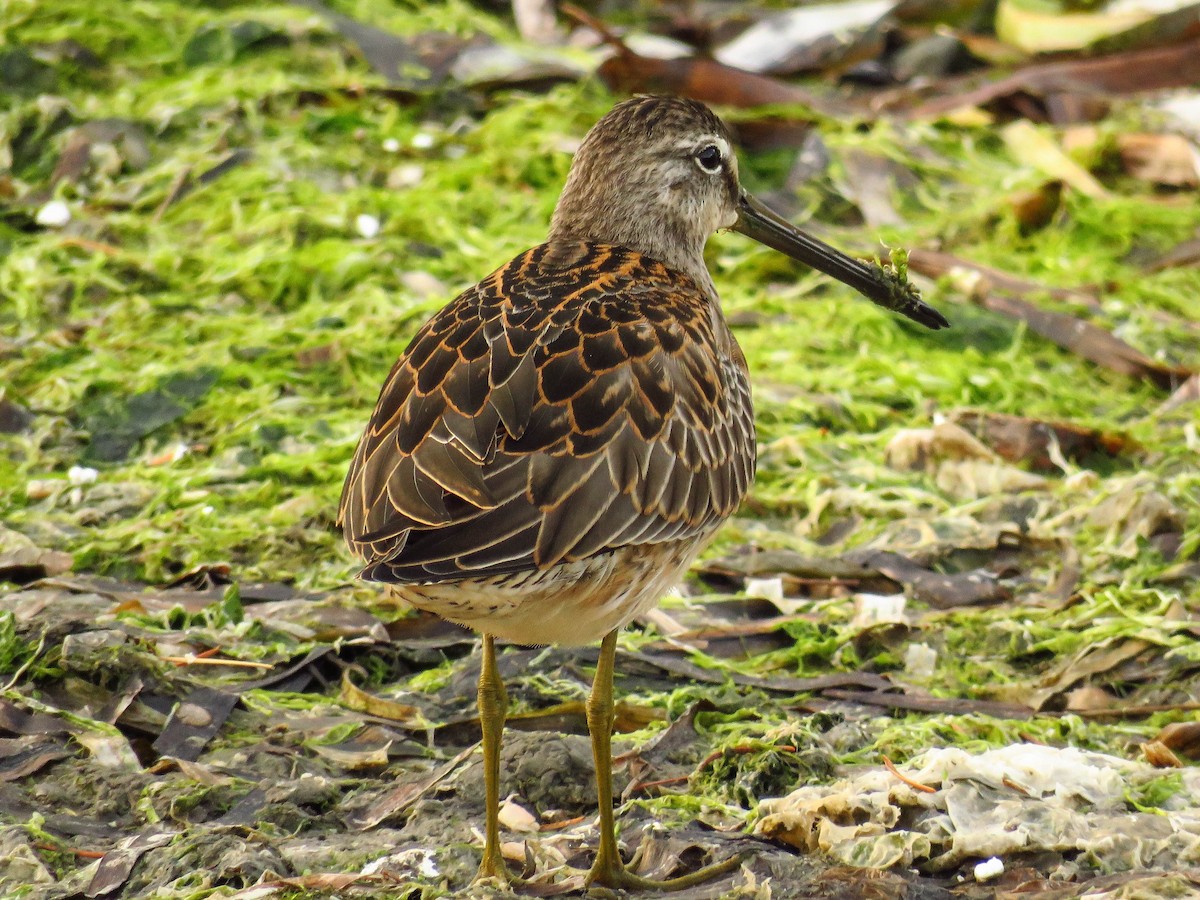 Long-billed Dowitcher - ML69396511